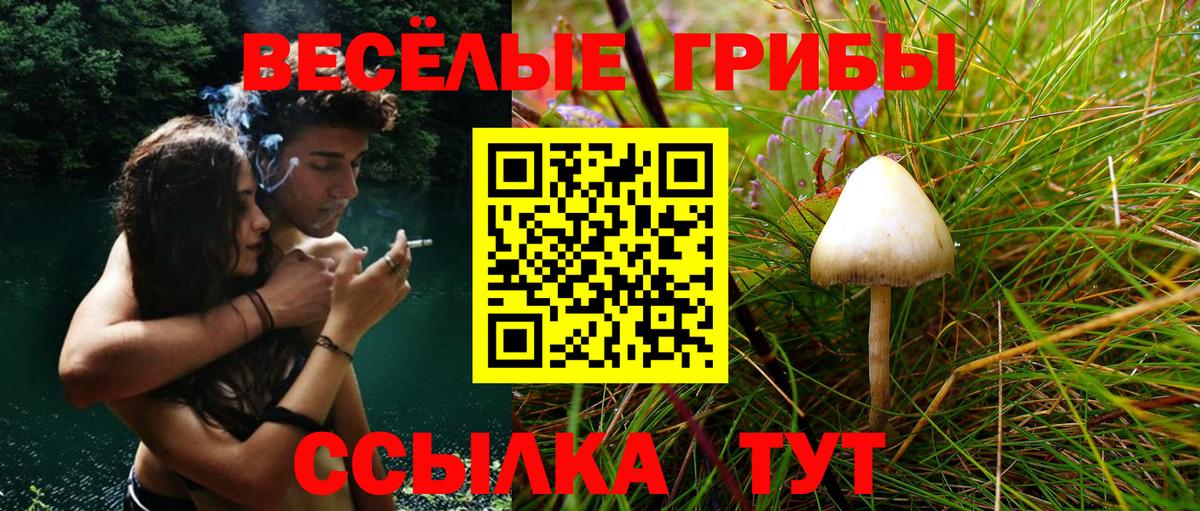 Галлюциногенные грибы мухоморы  Вход с VPN  Новозыбков  где продают   Галлюциногенные грибы прущие грибы 